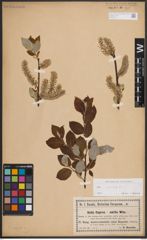 Foto von Salix caprea L.